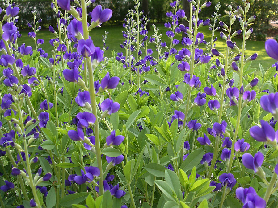 Baptisie jižní - Baptisia australis