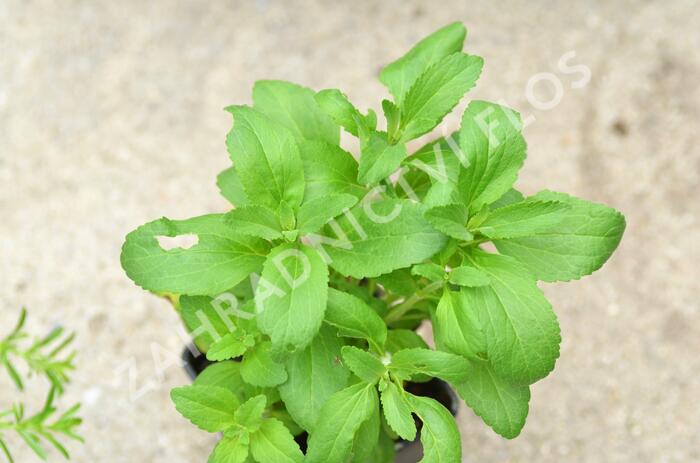 Stévie sladká 'Sweet Honey' - Stevia rebaudiana 'Sweet Honey'