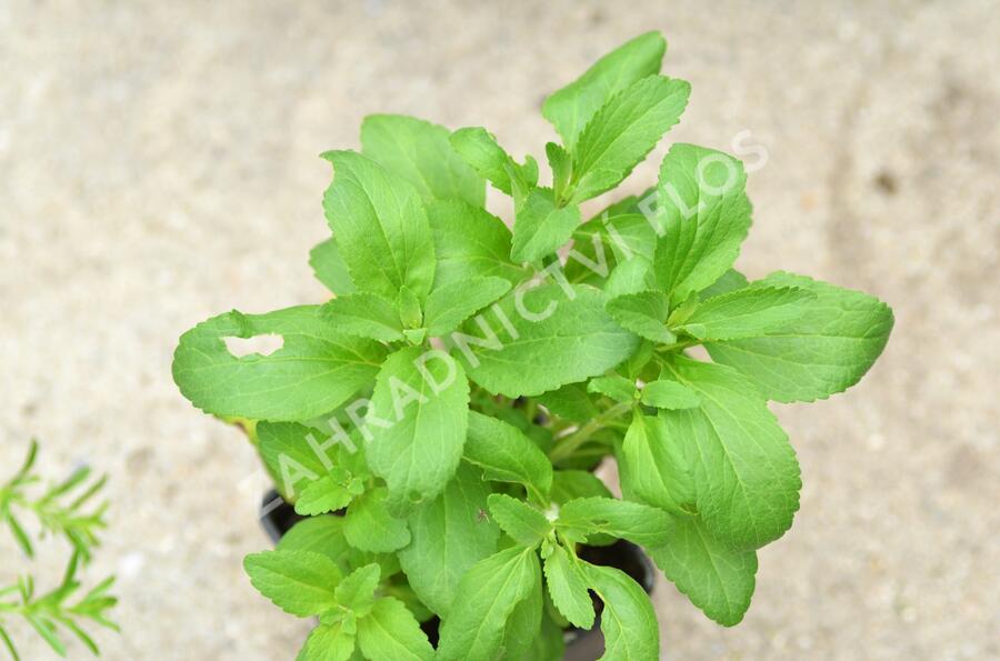 Stévie sladká 'Sweet Honey' - Stevia rebaudiana 'Sweet Honey'