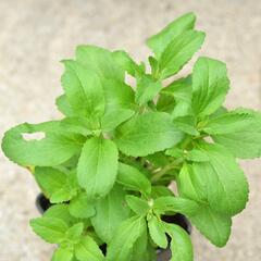 Stévie sladká 'Sweet Honey' - Stevia rebaudiana 'Sweet Honey'