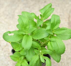 Stévie sladká 'Sweet Honey' - Stevia rebaudiana 'Sweet Honey'