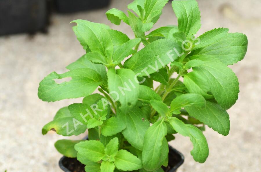 Stévie sladká 'Sweet Honey' - Stevia rebaudiana 'Sweet Honey'