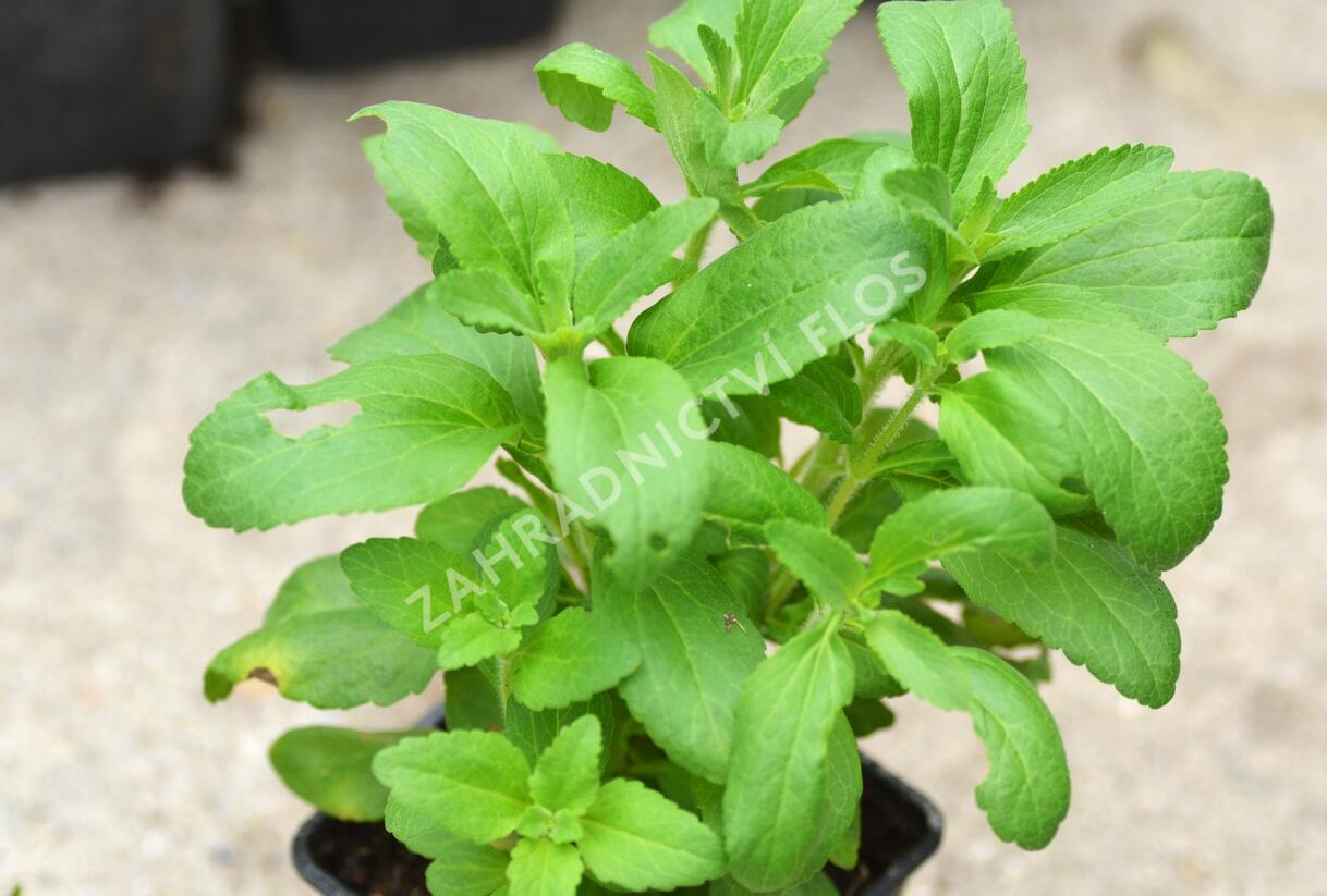 Stévie sladká 'Sweet Honey' - Stevia rebaudiana 'Sweet Honey'