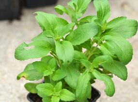 Stévie sladká 'Sweet Honey' - Stevia rebaudiana 'Sweet Honey'
