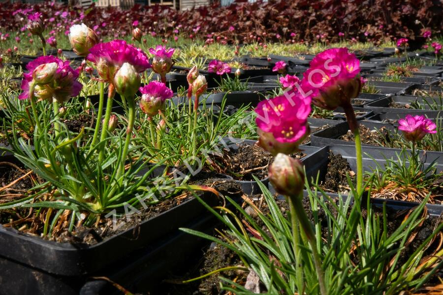 Trávnička přímořská 'Morning Star Rose' - Armeria maritima 'Morning Star Rose'