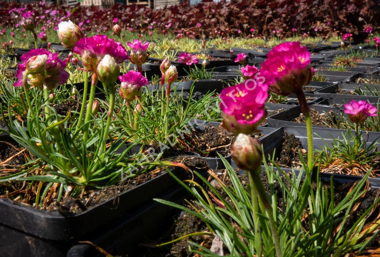Trávnička přímořská 'Morning Star Rose' - Armeria maritima 'Morning Star Rose'