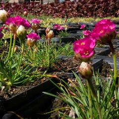 Trávnička přímořská 'Morning Star Rose' - Armeria maritima 'Morning Star Rose'