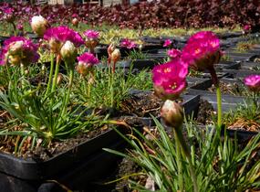 Trávnička přímořská 'Morning Star Rose' - Armeria maritima 'Morning Star Rose'