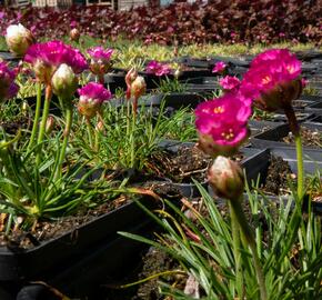 Trávnička přímořská 'Morning Star Rose' - Armeria maritima 'Morning Star Rose'