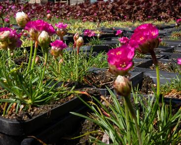 Trávnička přímořská 'Morning Star Rose'