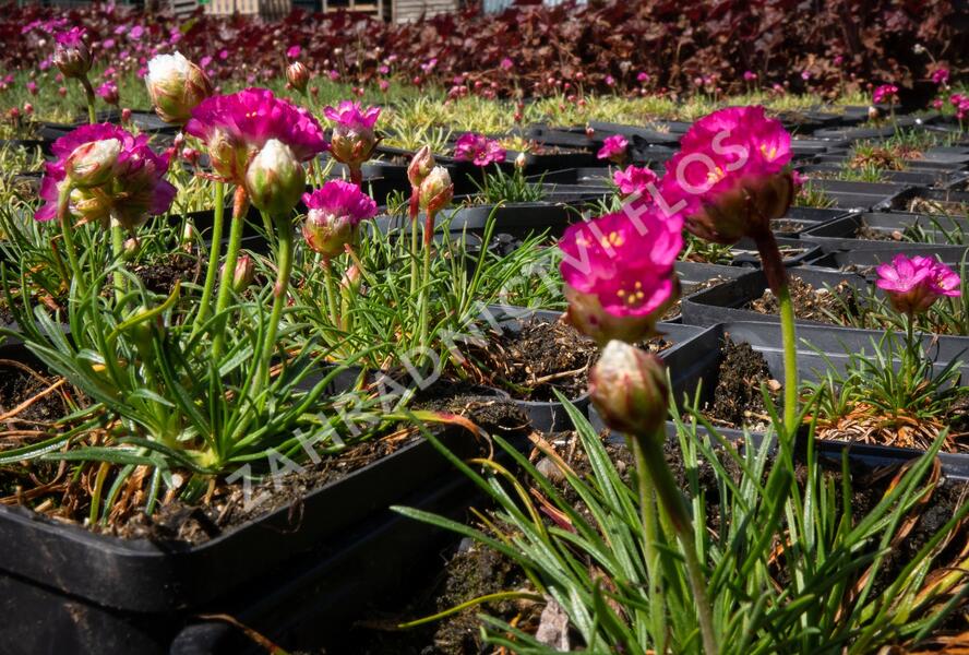 Trávnička přímořská 'Morning Star Rose' - Armeria maritima 'Morning Star Rose'