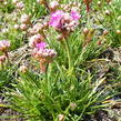 Trávnička přímořská 'Morning Star Rose' - Armeria maritima 'Morning Star Rose'