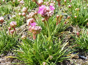Trávnička přímořská 'Morning Star Rose' - Armeria maritima 'Morning Star Rose'