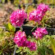 Trávnička přímořská 'Morning Star Rose' - Armeria maritima 'Morning Star Rose'