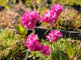 Trávnička přímořská 'Morning Star Rose' - Armeria maritima 'Morning Star Rose'