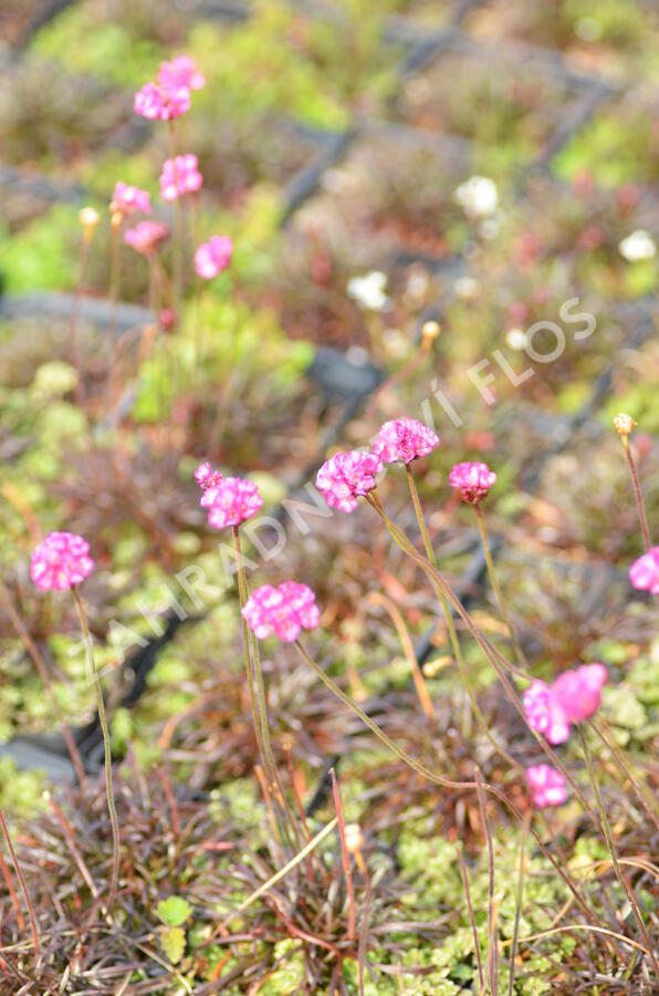 Trávnička přímořská 'Negro' - Armeria maritima 'Negro'