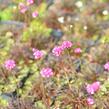 Trávnička přímořská 'Negro' - Armeria maritima 'Negro'