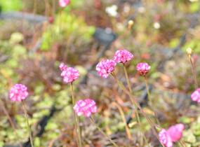 Trávnička přímořská 'Negro' - Armeria maritima 'Negro'