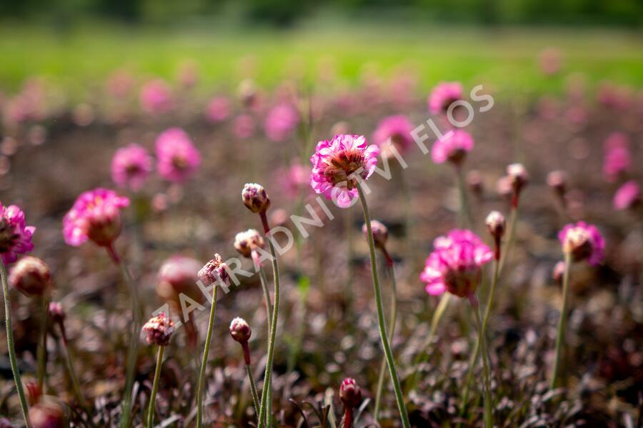 Trávnička přímořská 'Negro' - Armeria maritima 'Negro'