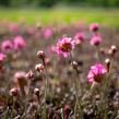 Trávnička přímořská 'Negro' - Armeria maritima 'Negro'