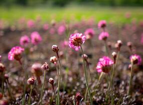 Trávnička přímořská 'Negro' - Armeria maritima 'Negro'