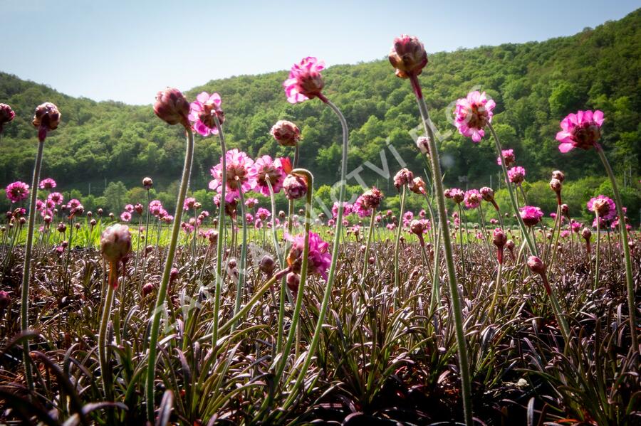Trávnička přímořská 'Negro' - Armeria maritima 'Negro'