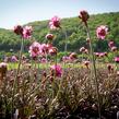 Trávnička přímořská 'Negro' - Armeria maritima 'Negro'