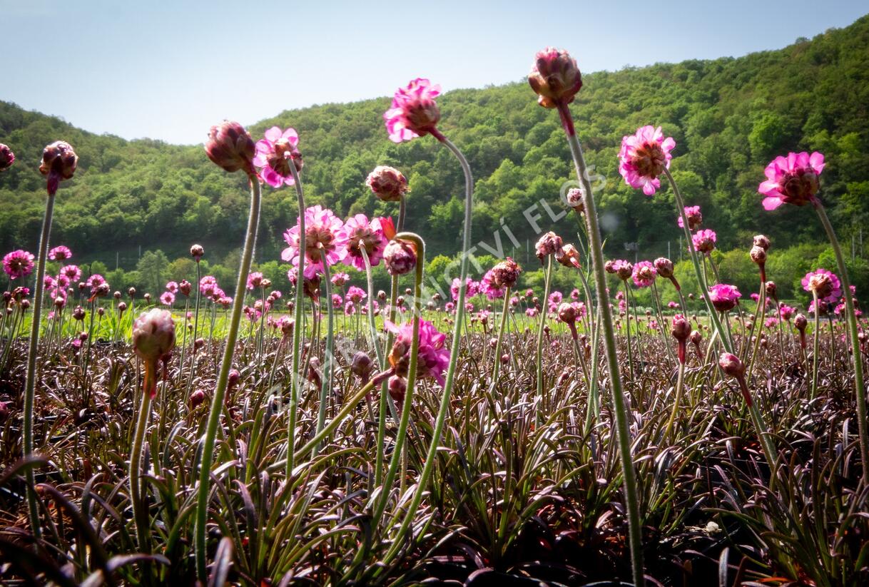 Trávnička přímořská 'Negro' - Armeria maritima 'Negro'