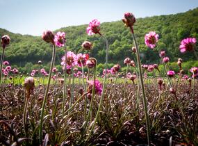 Trávnička přímořská 'Negro' - Armeria maritima 'Negro'