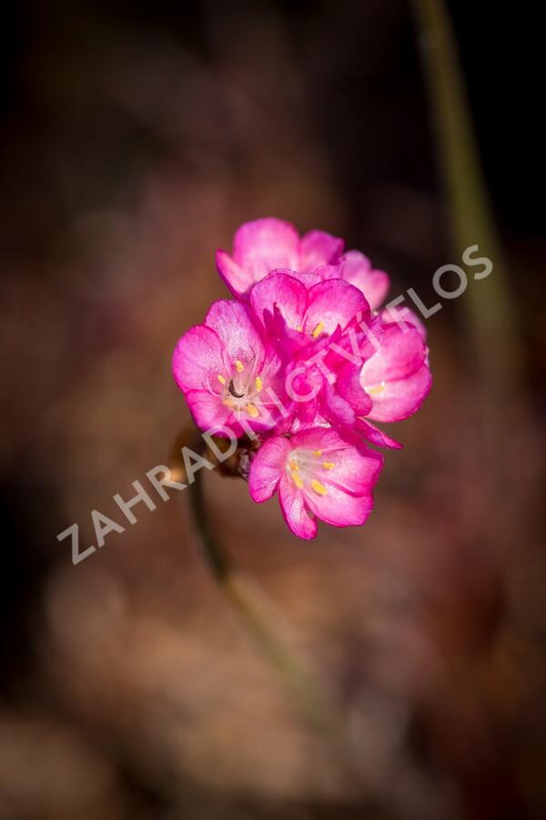 Trávnička přímořská 'Negro' - Armeria maritima 'Negro'