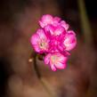 Trávnička přímořská 'Negro' - Armeria maritima 'Negro'