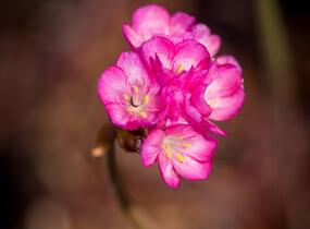 Trávnička přímořská 'Negro' - Armeria maritima 'Negro'