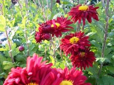 Listopadka indická 'Oury' - Dendranthema indicum 'Oury'