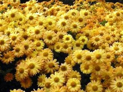 Listopadka indická 'Goldmarianne' - Dendranthema indicum 'Goldmarianne'