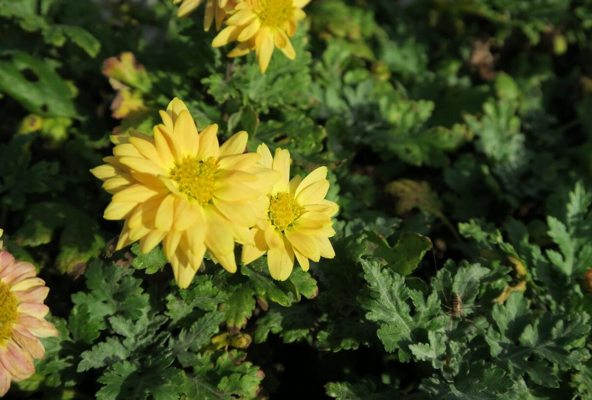 Listopadka indická 'Goldmarianne' - Dendranthema indicum 'Goldmarianne'