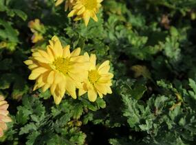 Listopadka indická 'Goldmarianne' - Dendranthema indicum 'Goldmarianne'