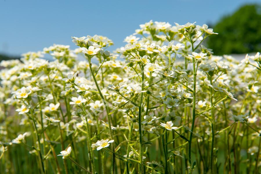 Lomikámen vždyživý 'Portae' - Saxifraga paniculata 'Portae'