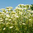 Lomikámen vždyživý 'Portae' - Saxifraga paniculata 'Portae'