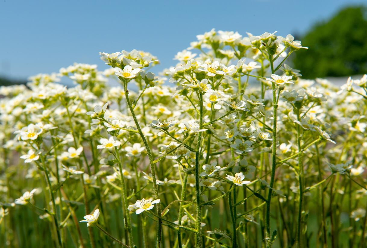 Lomikámen vždyživý 'Portae' - Saxifraga paniculata 'Portae'