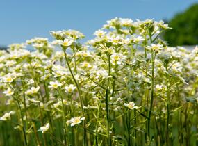 Lomikámen vždyživý 'Portae' - Saxifraga paniculata 'Portae'