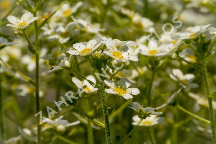 Lomikámen vždyživý 'Portae' - Saxifraga paniculata 'Portae'