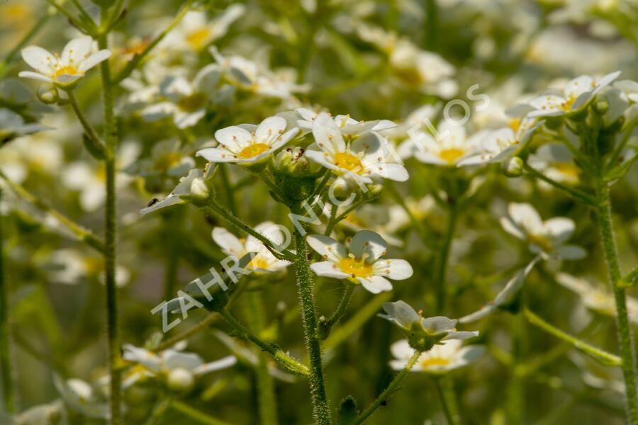 Lomikámen vždyživý 'Portae' - Saxifraga paniculata 'Portae'