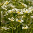 Lomikámen vždyživý 'Portae' - Saxifraga paniculata 'Portae'