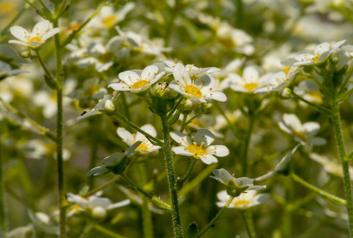 Lomikámen vždyživý 'Portae' - Saxifraga paniculata 'Portae'
