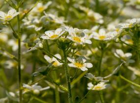 Lomikámen vždyživý 'Portae' - Saxifraga paniculata 'Portae'