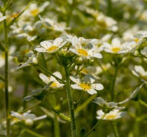 Lomikámen vždyživý 'Portae' - Saxifraga paniculata 'Portae'