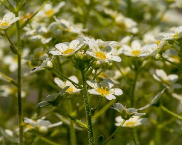 Lomikámen vždyživý 'Portae'