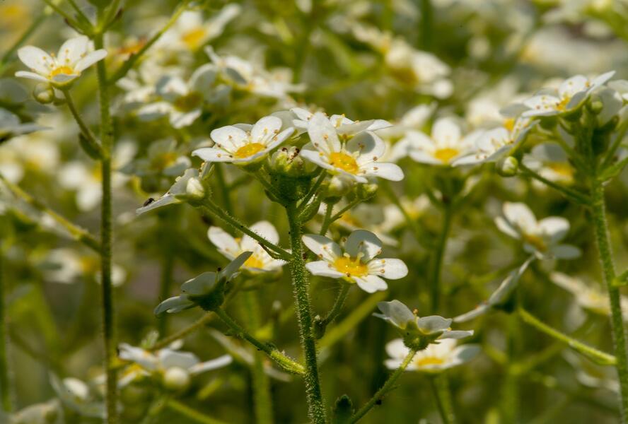 Lomikámen vždyživý 'Portae' - Saxifraga paniculata 'Portae'