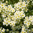 Lomikámen vždyživý 'Portae' - Saxifraga paniculata 'Portae'