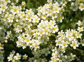 Lomikámen vždyživý 'Portae' - Saxifraga paniculata 'Portae'